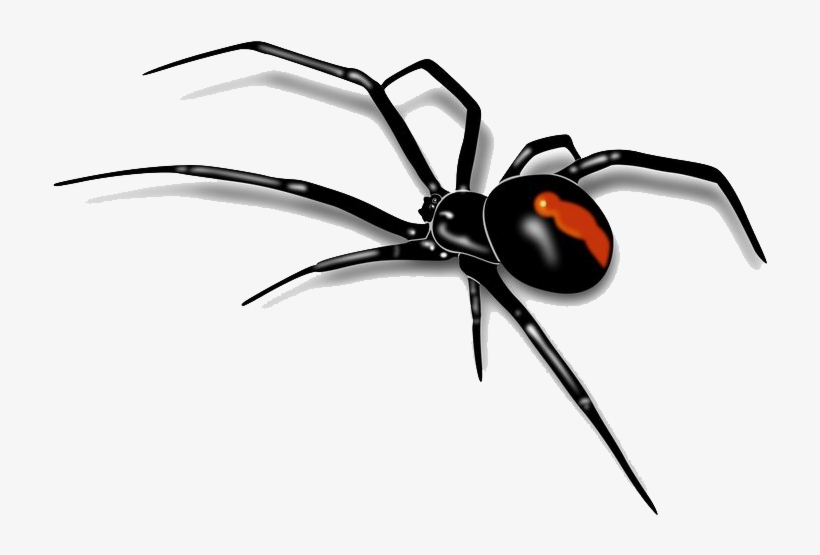 Spider - Transparent Background Spider Png, transparent png