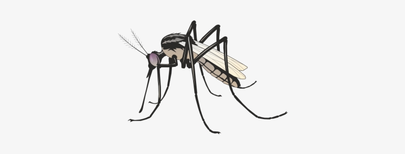 Commercial Use Flying Insects, Insect, Nature, Animal - Mosquito Art, transparent png