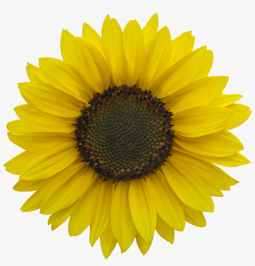Vegetation Sunflower 03 - Sunflowers Png, transparent png