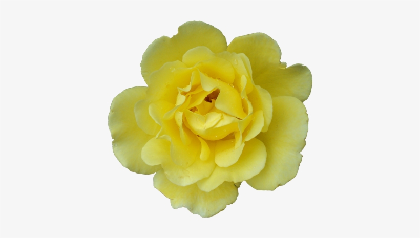 Flowers Textures - Adobe Photoshop, transparent png