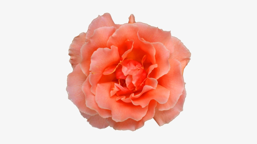 Mainpicture - Free Textures Photoshop Rose, transparent png