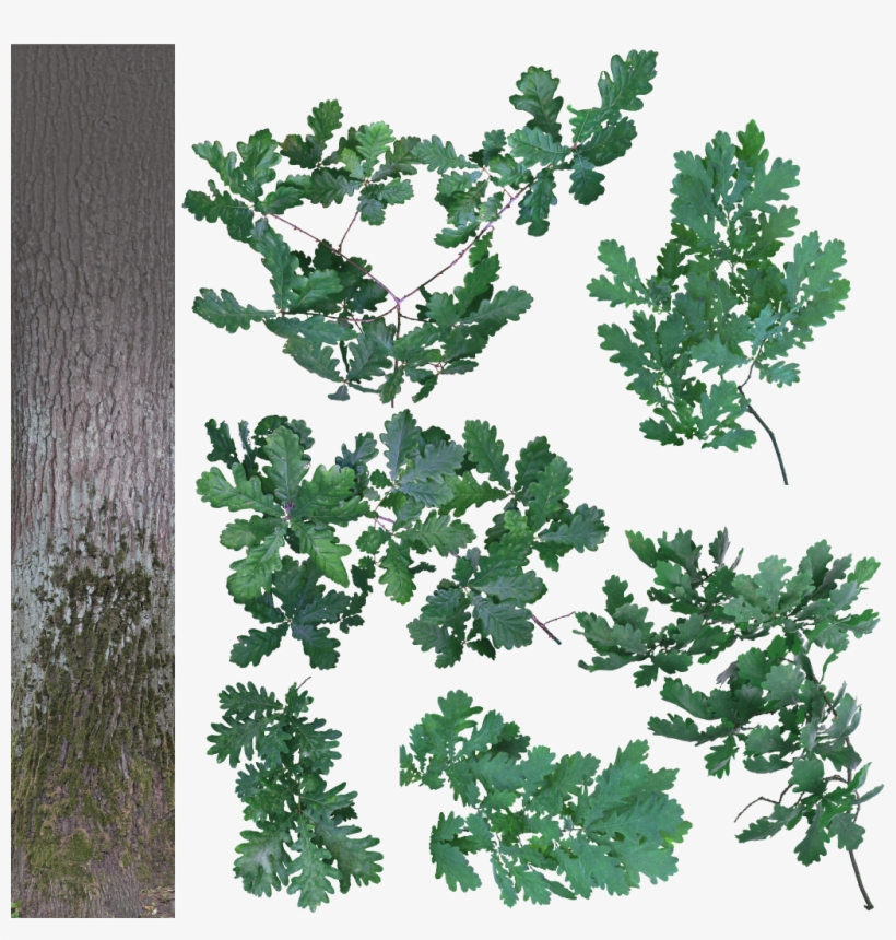 Quercus A 1024 - Oak Branch Cut Out, transparent png