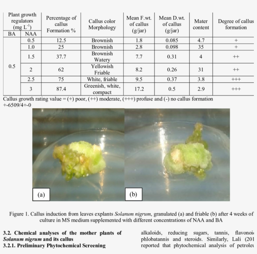 Callus Induction From The Leaf Explants Of Solanum - Explant Culture, transparent png