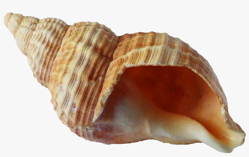 Free Png Sea Ocean Shell Png Images Transparent - Shell Png, transparent png