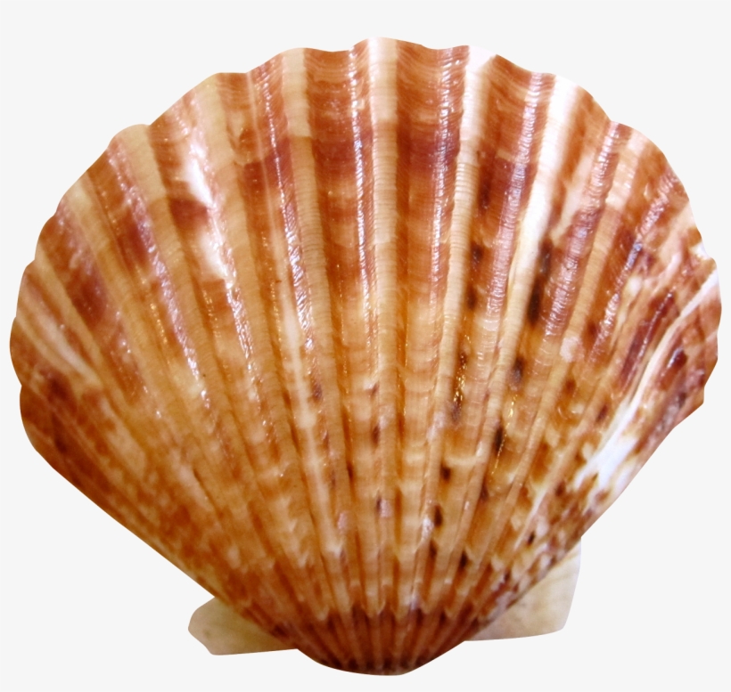 Sea Ocean Shell Png Image - Shell Png Transparent, transparent png
