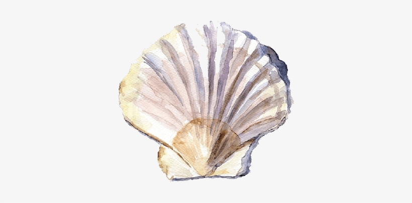 Shell Watercolor, transparent png