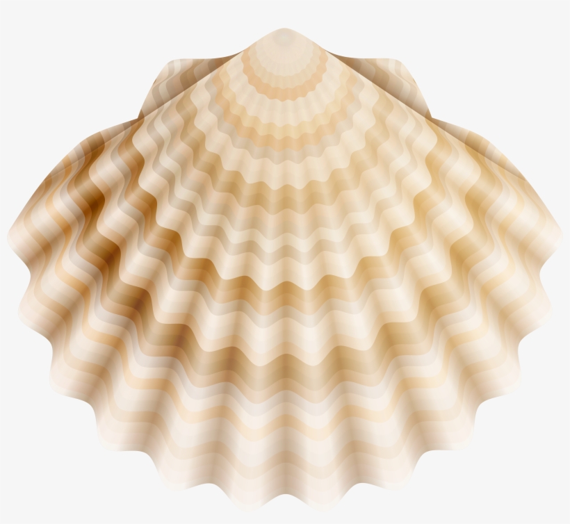 Realistic Shell Png Clip Art - Pectinidae, transparent png