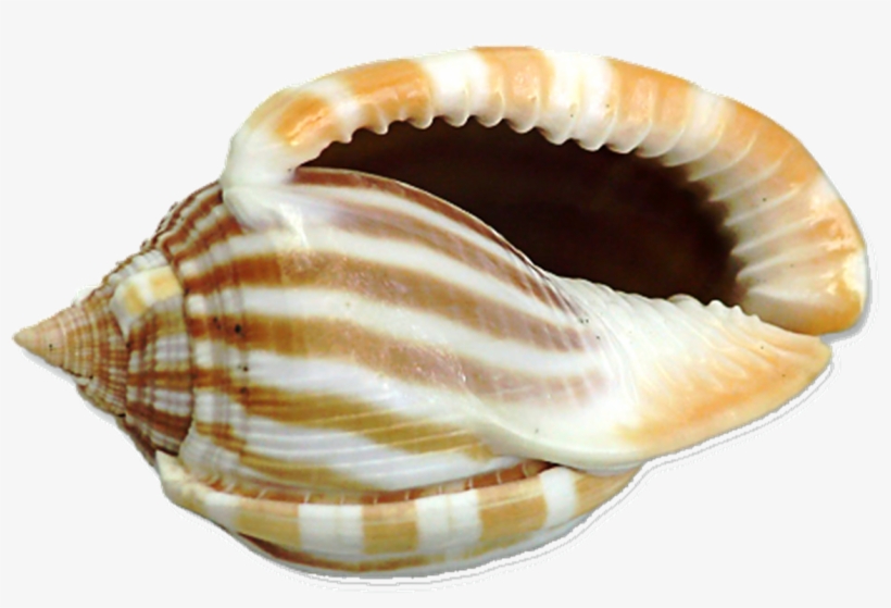 Shell - Shell Png, transparent png