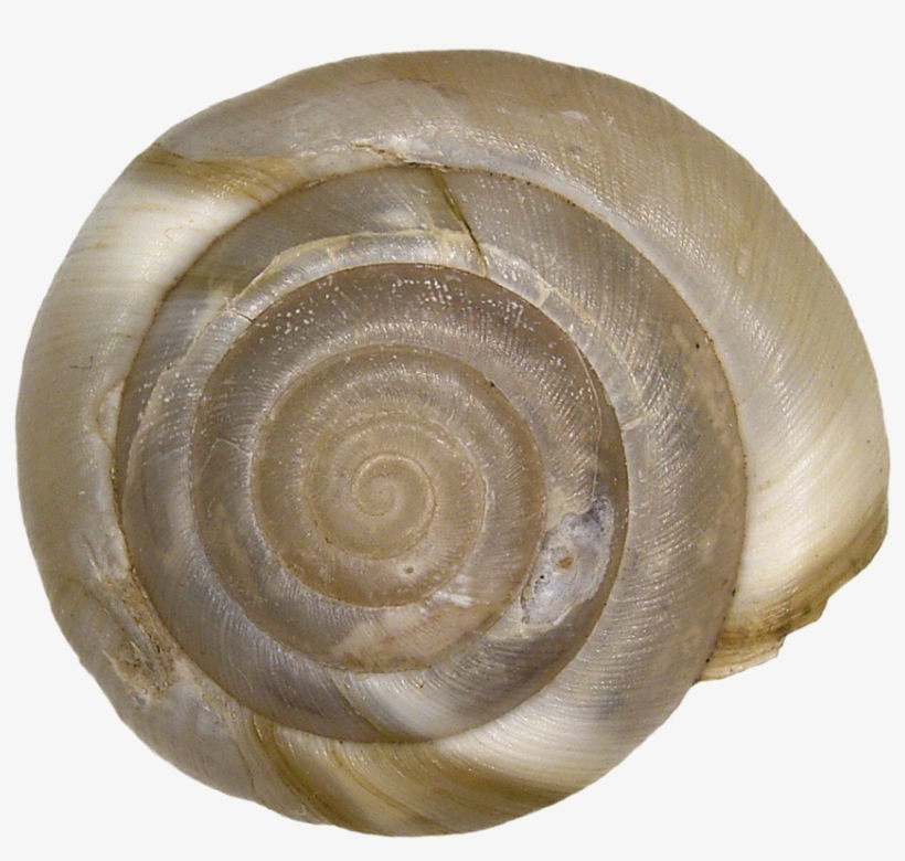 266 × 240 Pixels - Aegopis Verticillus, transparent png