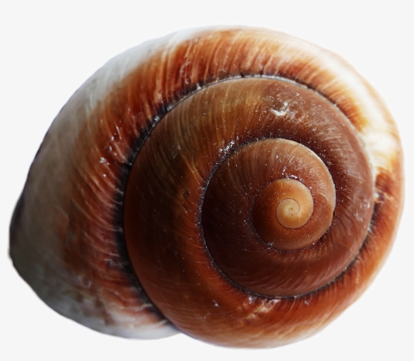 Sea Ocean Shell Png Image - Sea Shells Transparent Back Ground ...