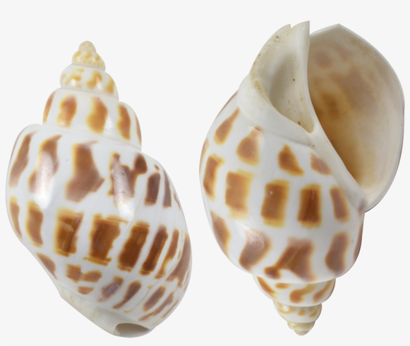 Babylon Polished Shell - Babylon Polished Shell Seashell 2.5-2.75", transparent png