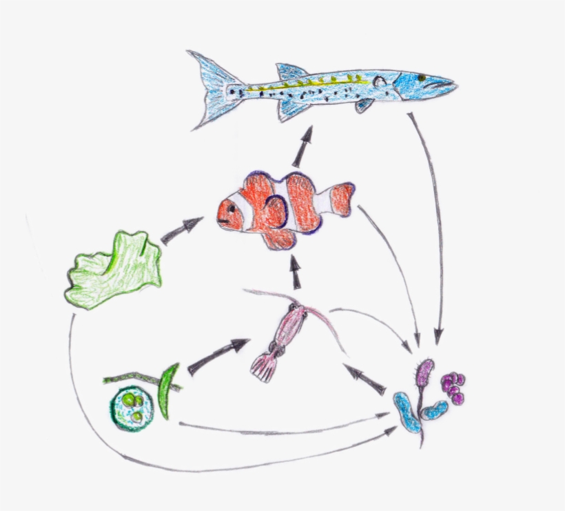 Food Web Nemo - Food Web From Nemo, transparent png