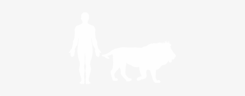 The Only Group Living Cat Species In The World, Lions - Lion From The Tribe Of Judah Hebrew Israelites Messianic, transparent png