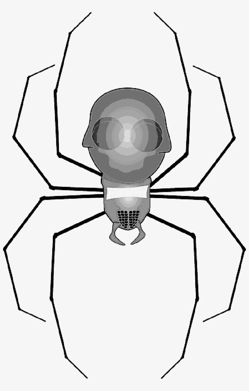 Mb Image/png - Spider Clip Art, transparent png