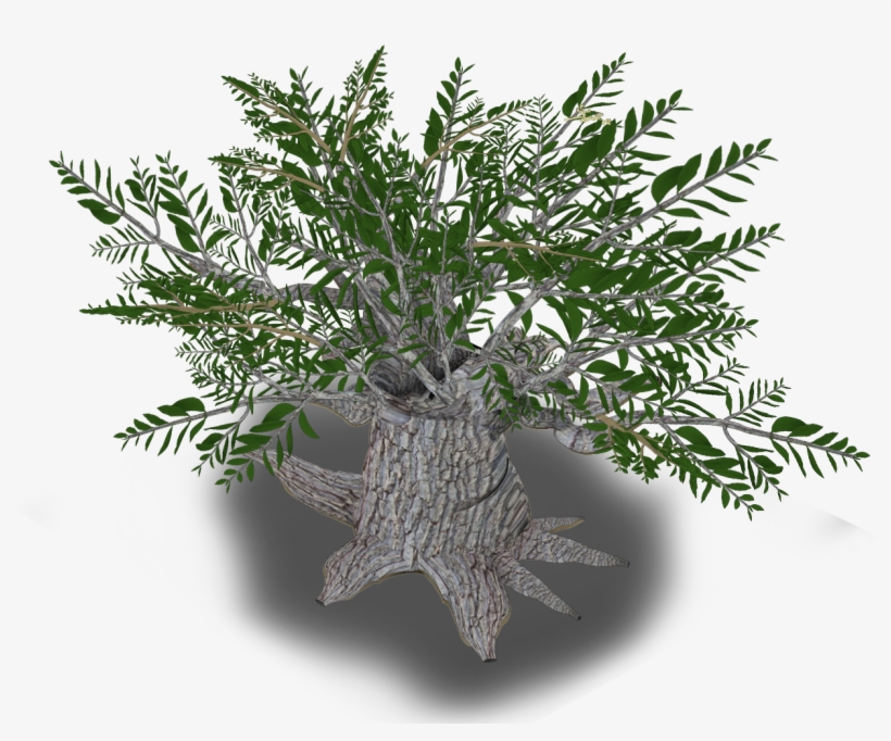 Olive Tree - Christmas Tree, transparent png