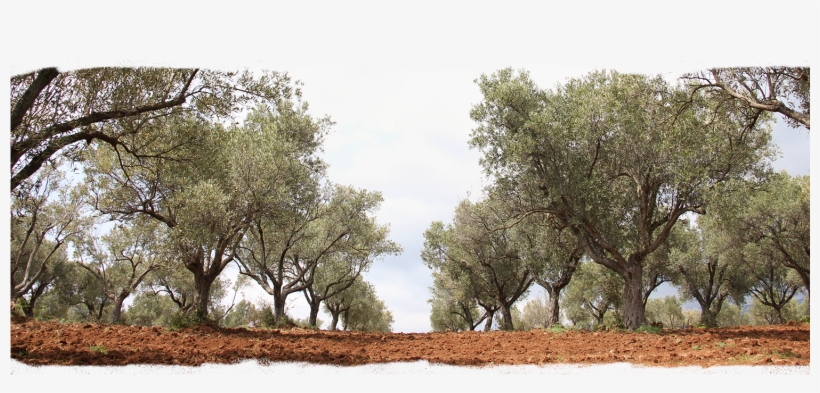 Olive Tree Adoptions - Olive, transparent png