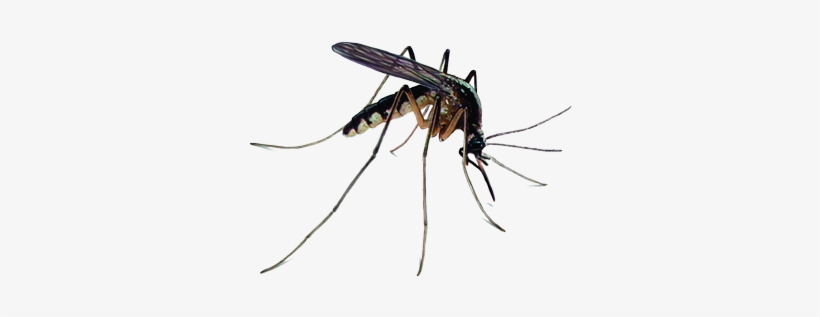 Mosquitoes - Ridpest - Zika Virus Mosquito Png, transparent png