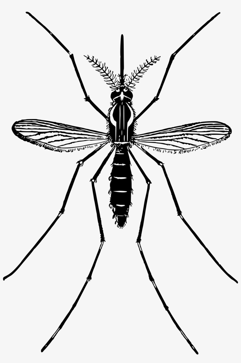 Mosquito Png Free Download - Black And White Mosquito Clipart, transparent png