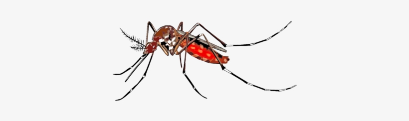 Mosquito-borne Disease Dengue Fever Wolbachia Insect - Mosquito Chikungunya, transparent png