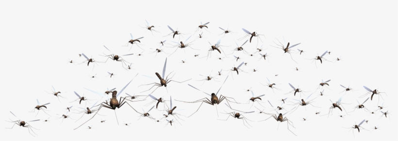 Mosquito, transparent png