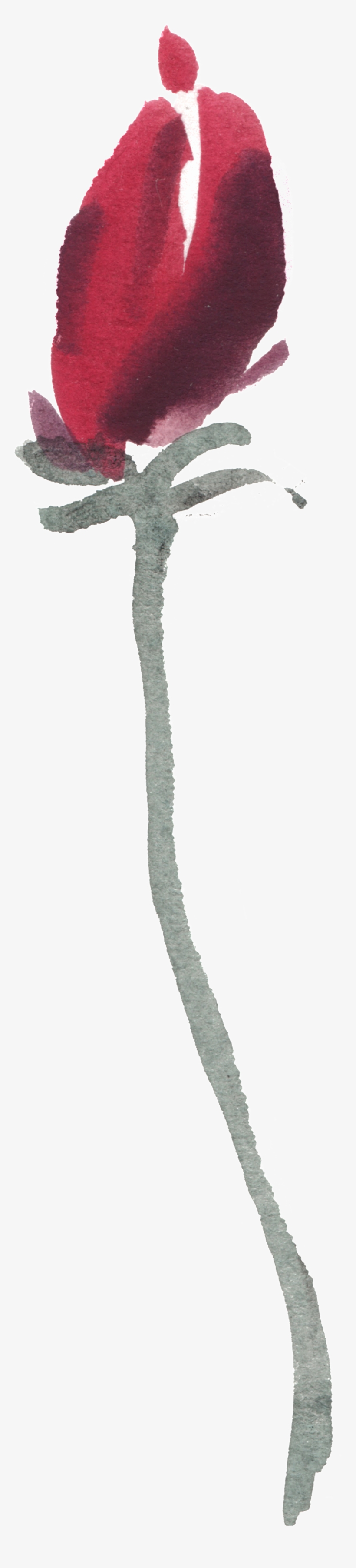 Watercolor Flower - Beaked Hazelnut, transparent png