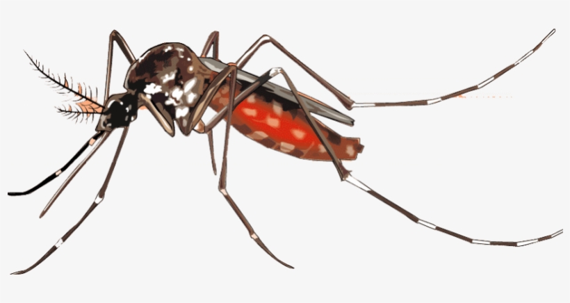 Mosquito Png Background Image - Mosquito Chikungunya, transparent png