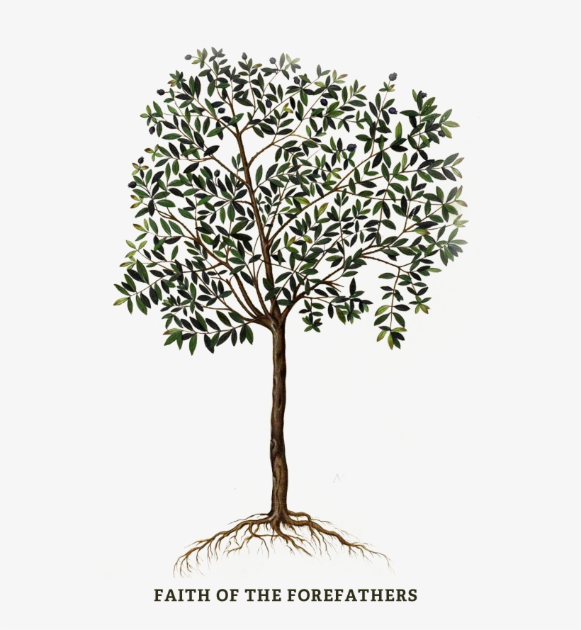 Are There Two “people Of God” Is Israel His “chosen - Tree Botanical Illustration, transparent png