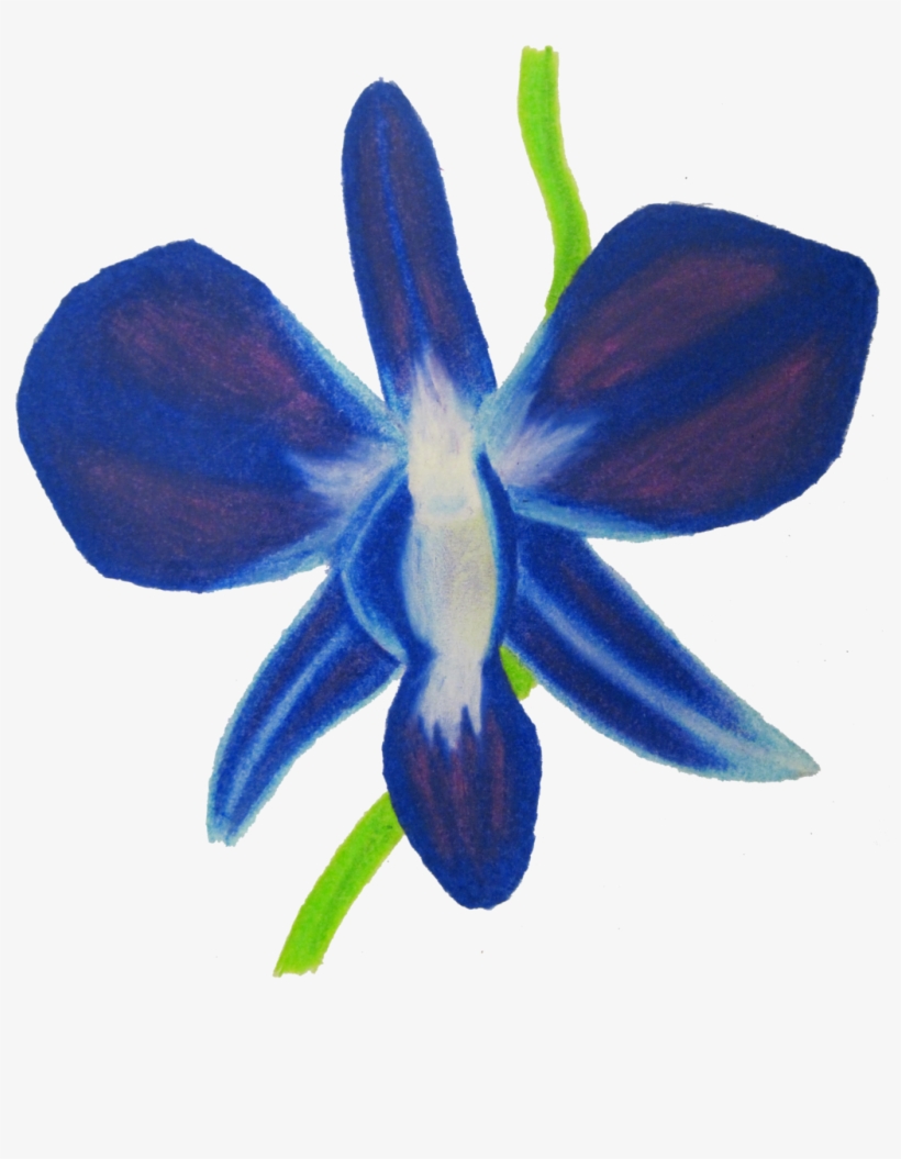 Eletragesi Blue Flower Drawing Images - Blue Orchids Drawing Png, transparent png