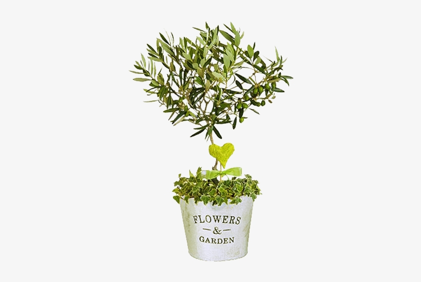 Symbol Of Peace - Miniature Mini Olive Trees, transparent png