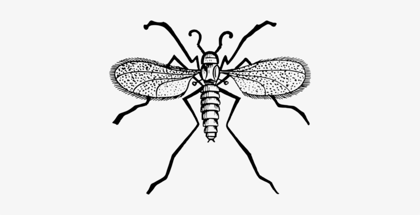 Fly Mosquito Insect Gnat Computer Icons - Gnat Clipart, transparent png