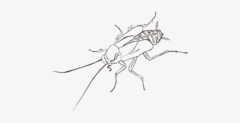 Cockroach Drawing Insect Wing Pest - Cockroach Black And White Clipart, transparent png