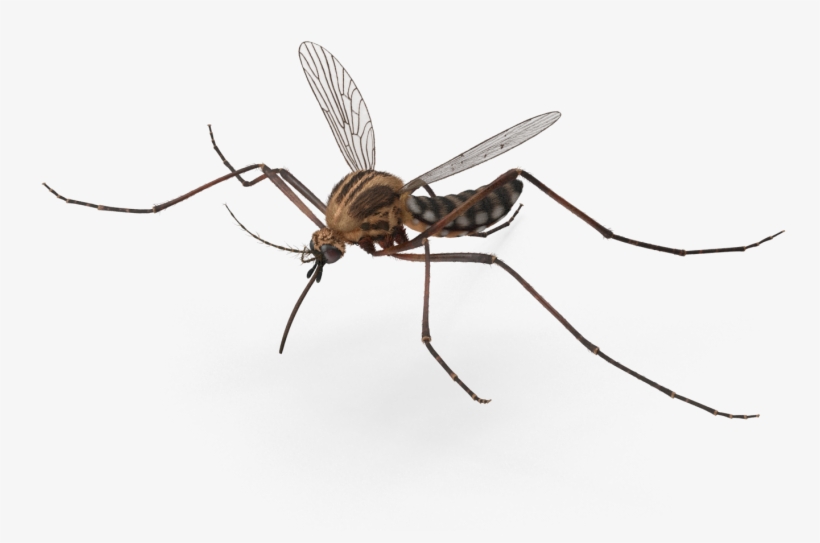 Freeuse Library Mosquito Transparent Flying - Mosquito, transparent png