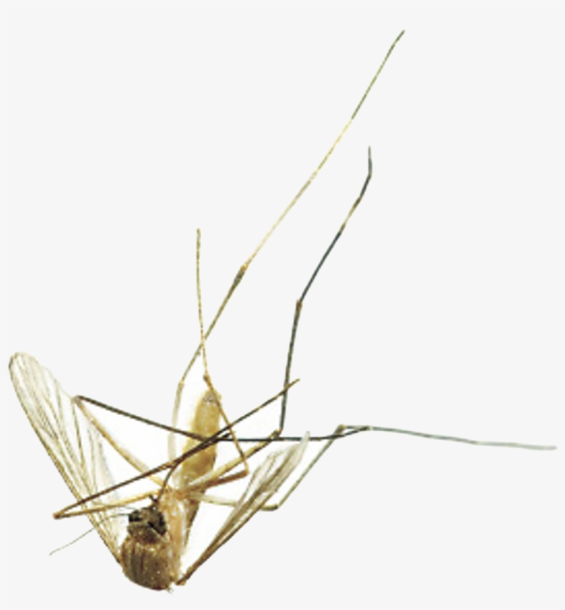 Mosquito, transparent png