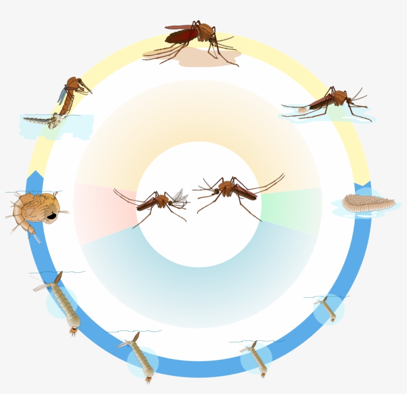 Culex Mosquito Life Cycle Nol Text - Life Cycle Of Culex Mosquito, transparent png