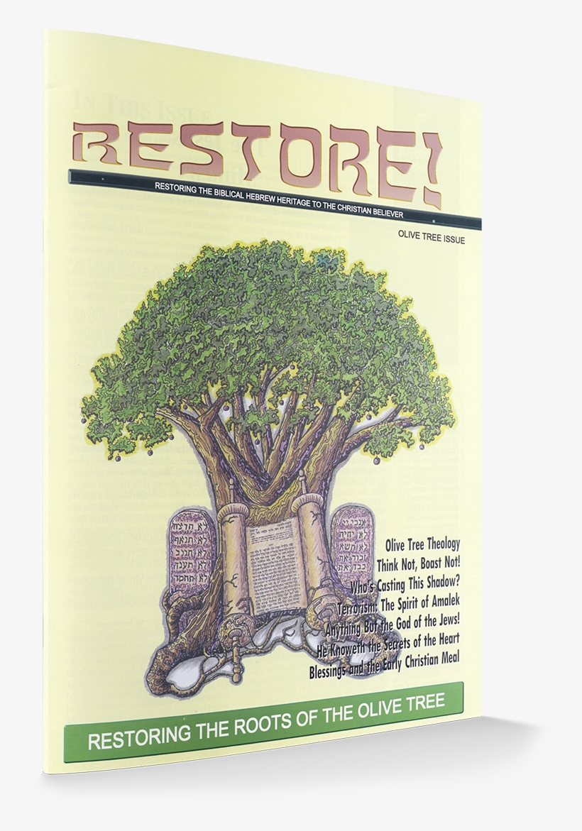 The Olive Tree Is A Symbol Of God's Family Tree Of - Oak, transparent png