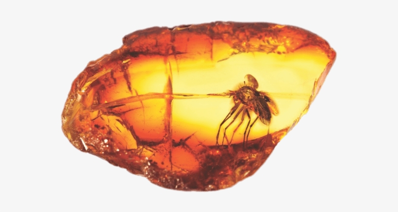 Amber With Large Mosquito Png - Amber On A Tree, transparent png