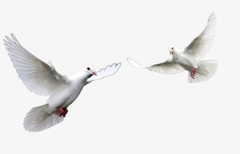 El Espiritu Santo Paloma Related Keywords El Espiritu - Doves Png, transparent png