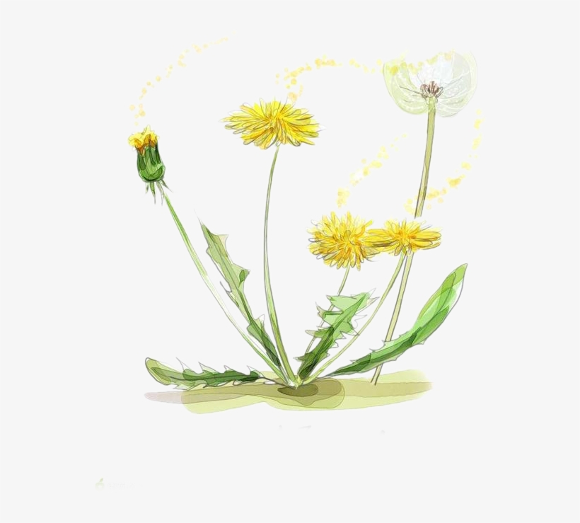Vector Black And White Download Chamomile Drawing Watercolor - Watercolor Marigold Transparent, transparent png