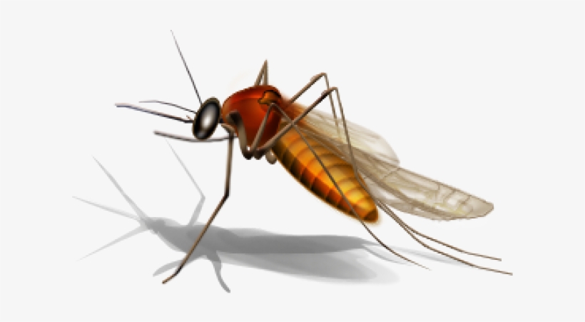 Mosquito Png Transparent Images - Office Com West Nile Virus, transparent png
