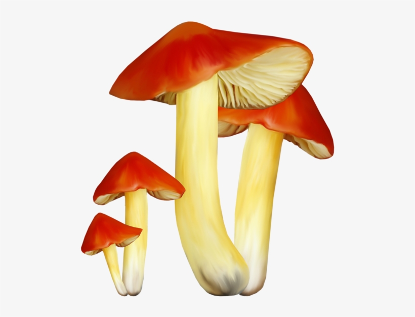 0 16902b 89ff9e1 Xl - Hongos Png, transparent png