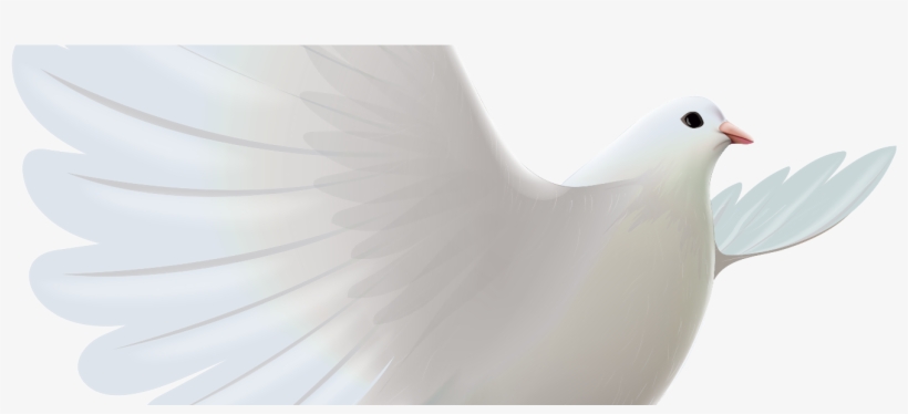 La Palomita, By José Iglesias De La Casa - Rock Dove, transparent png