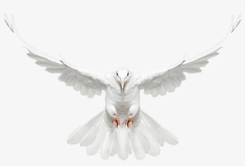 White Doves With Rings Png - Dove With Wings Spread, transparent png