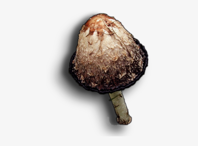 06 Feb 2009 - Shiitake, transparent png