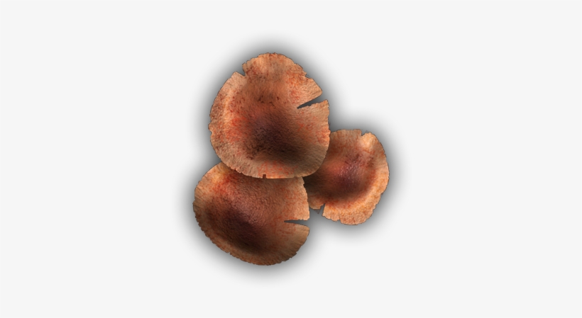 06 Feb 2009 - Wood Ear, transparent png