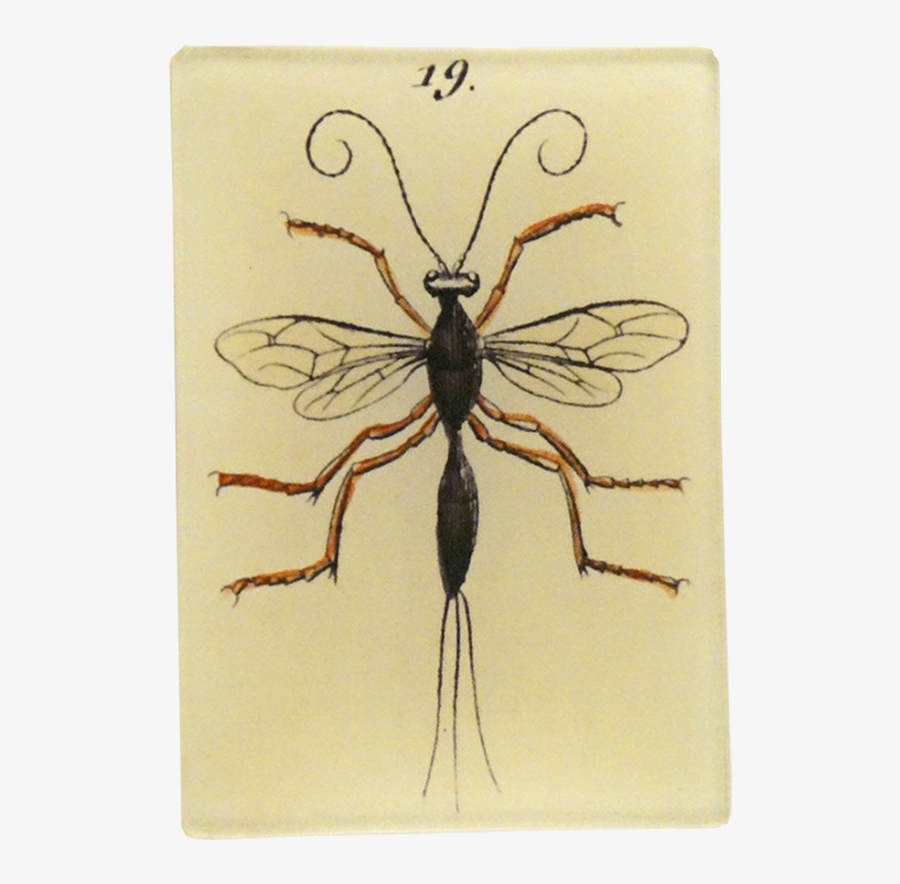 Bee, transparent png