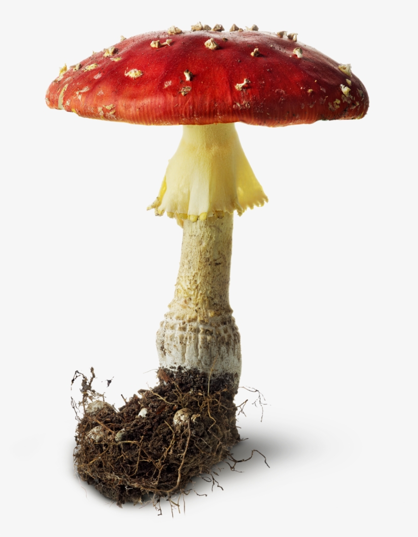 Free Icons Png - Mushroom, transparent png
