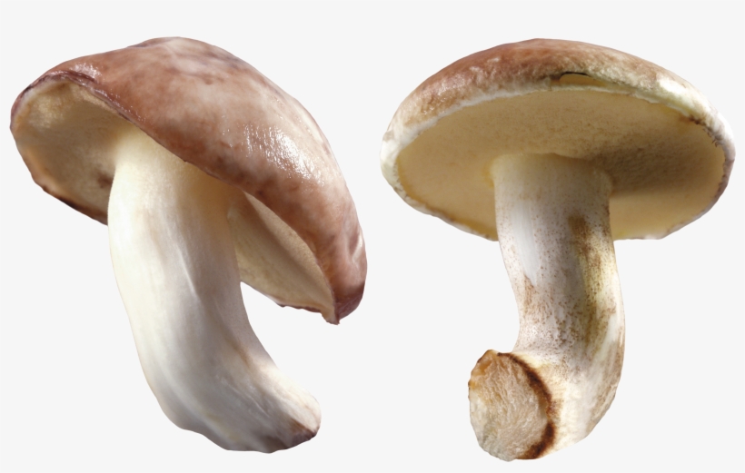 Mushroom Transparent Background, transparent png