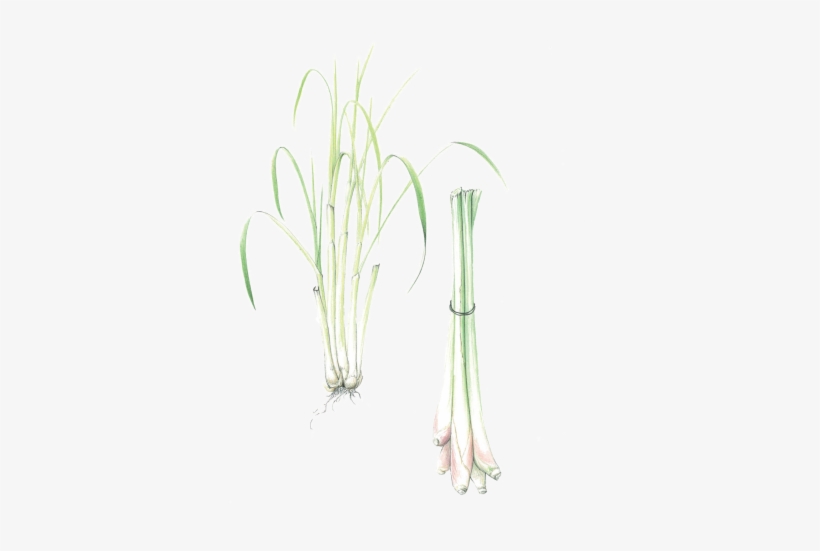 Welsh Onion, transparent png