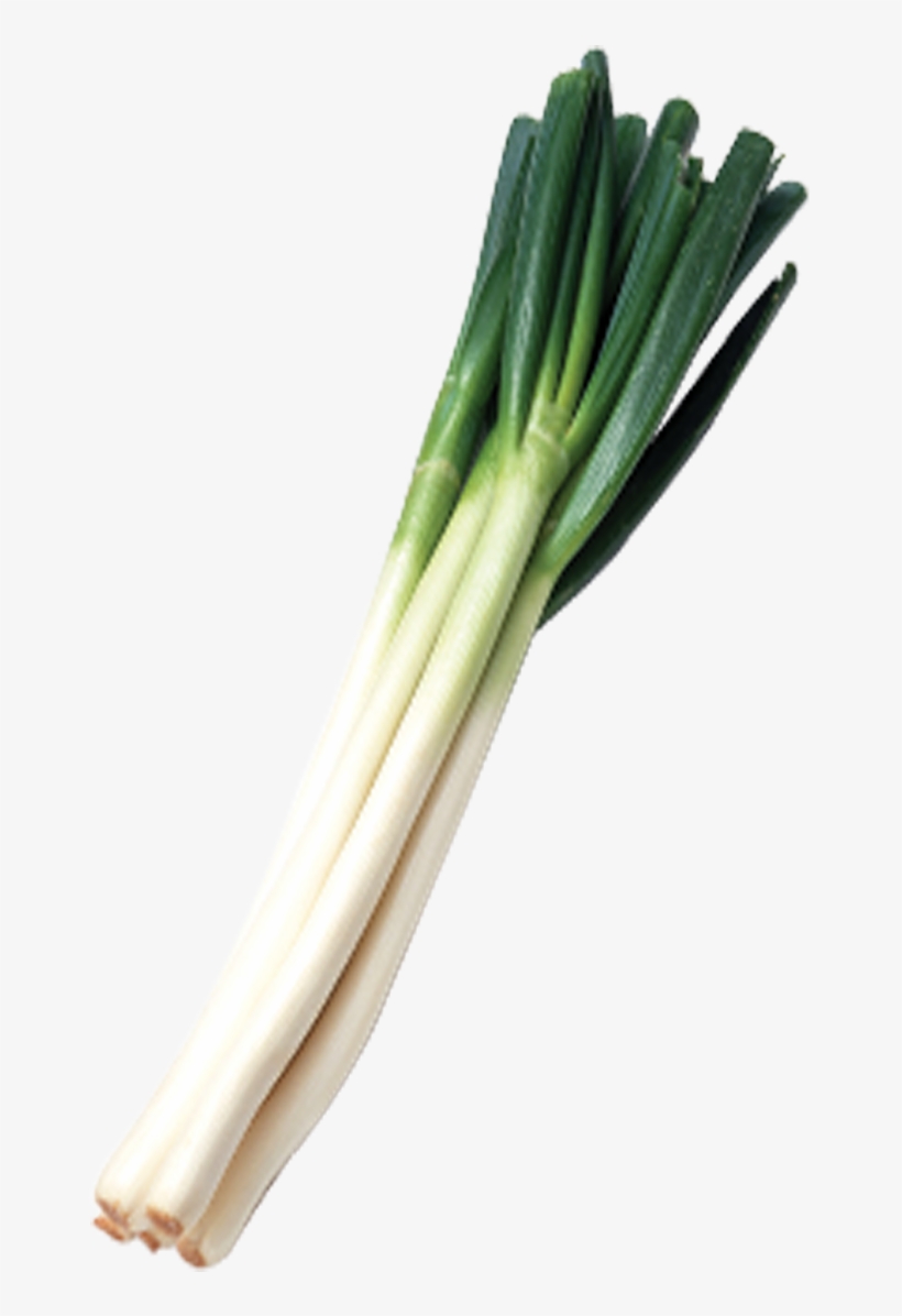 Green Onions Png Svg Freeuse Library - Green Onion Png, transparent png