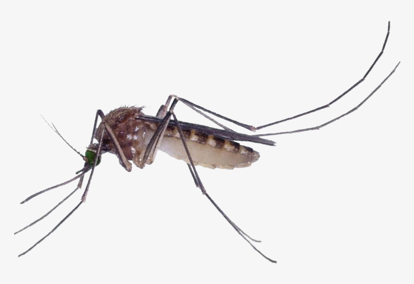 Marsh Mosquitoes Pest Control Culex Pipiens Fly - Mosquito Culex Png, transparent png